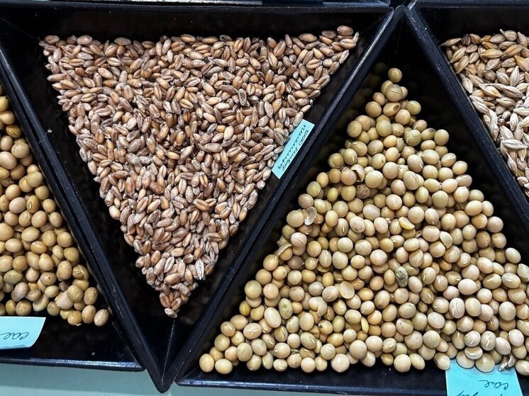 В Россельхозцентре озвучили, сколько хакасских семян отвечают требованиям ГОСТа