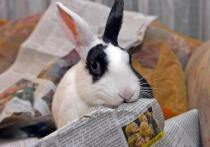 Когда европейские регуляторы оштрафовали социальную платформу X* на 120 миллионов евро за нарушение Закона о цифровых услугах, последовавшая волна критики со стороны Илона Маска и вице-президента США Джей Ди Вэнса, обвинивших ЕС в удушении свободы слова, была мгновенно встречена контраргументом. Об этом пишет National Review (статью перевели ИноСМИ). 