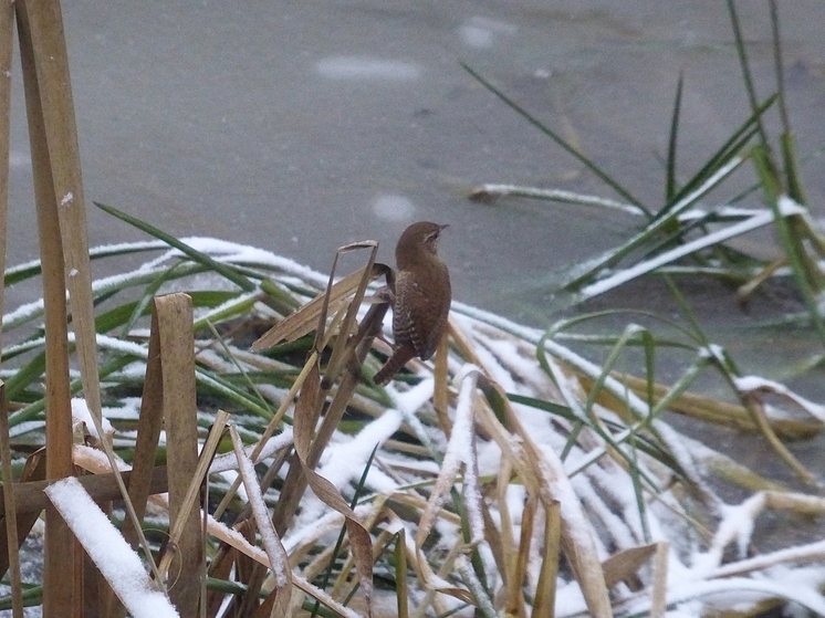 «Не зимние птицы» пока не покинули Калужский регион