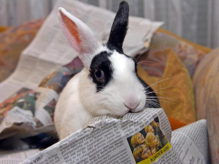 NR: европейские страны вводят цензуру и искажают понятие «свобода прессы»