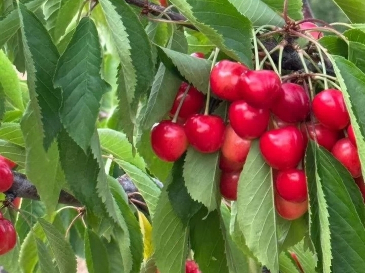 В Новочеркасске за 12 млн рублей продают процветающий черешневый сад