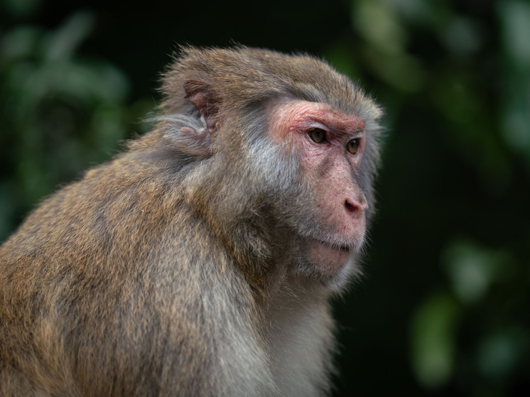 «Дом приматов» открылся в Ульяновском зоопарке в честь 10-летнего юбилея