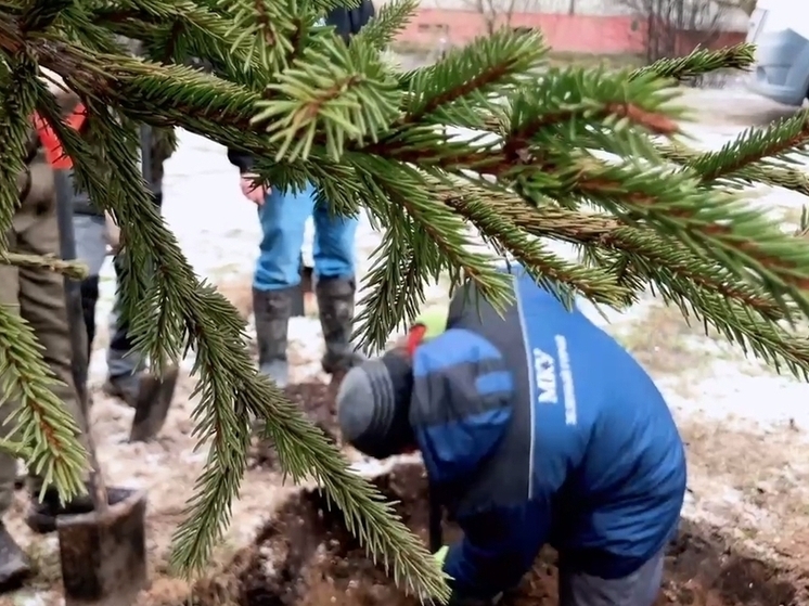 На улице Сперанского во Владимире высадили 5-метровую ель