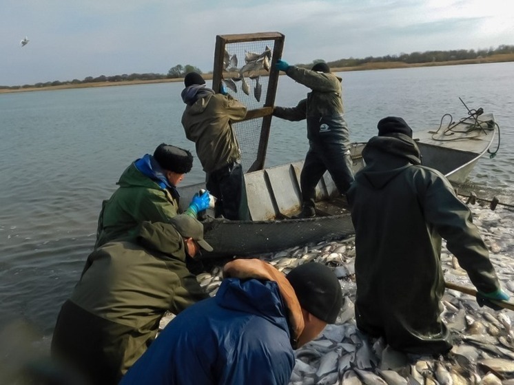 Сельдь, лещ, рыбец, сазан и толстолобики: река Дон остается ключевым промысловым водоемом Азовского бассейна