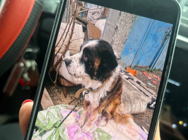 В приюте Ростовской области нашли мертвых животных