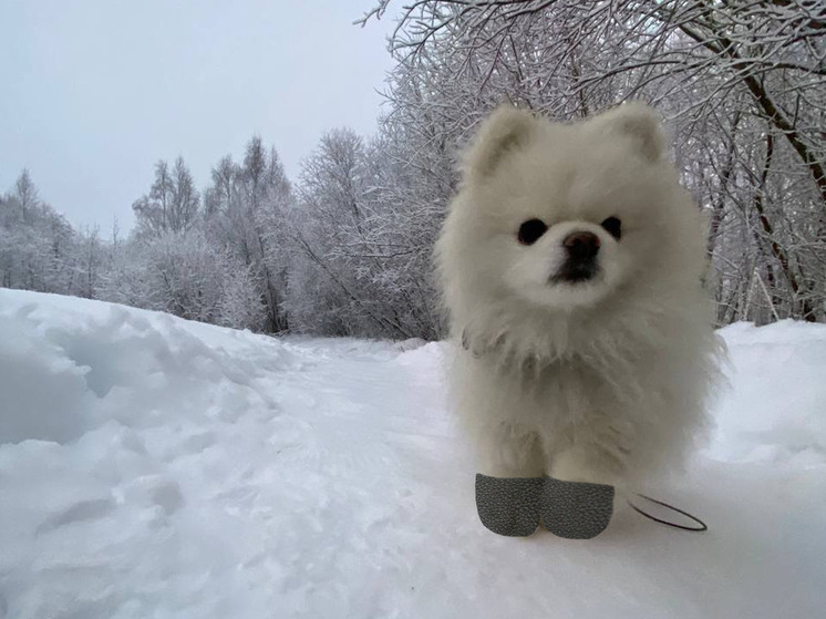 Кинолог Голубев: собаку можно приучить к обуви похвалой и лакомствами