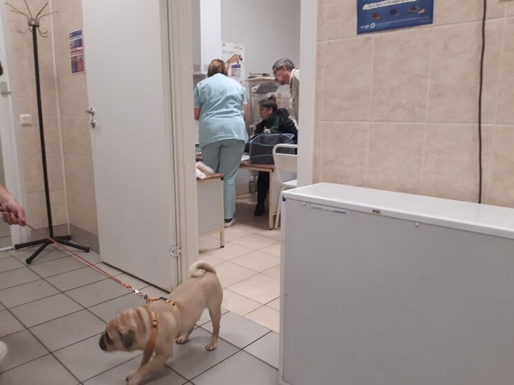 Глава Управления ветеринарии Ленобласти примет участие в эфире с директором МФЦ