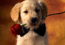 Лео Бокерия (1939) — президент НМИЦ ССХ им