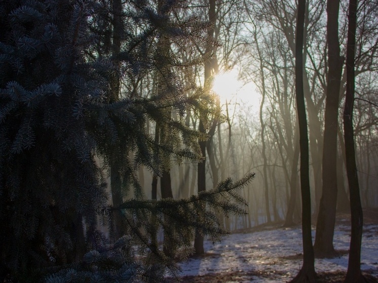 В музее «Ясная Поляна» усилили охрану хвойных лесов