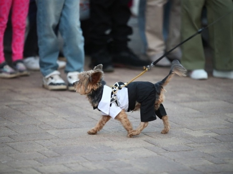 Кинолог рассказал волгоградцам, для собак каких пород нужна одежда зимой