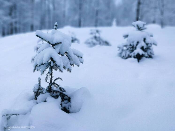 Когда ставить новогоднюю елку, чтобы иголки не опали до наступления праздников