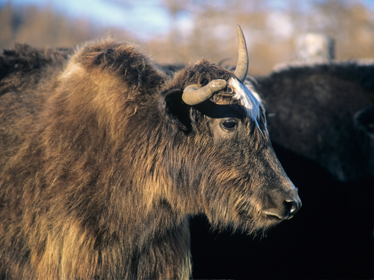 Россия впервые импортировала китайский сыр
