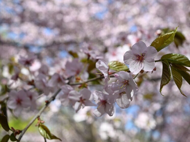 Россияне массово едут встречать Новый год в Японии