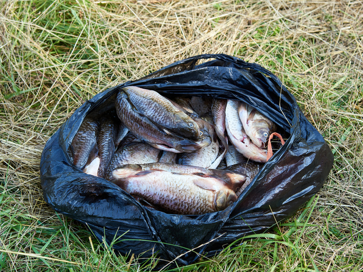 Новосибирский рыбный экспортёр впервые отправил в Китай партию ротана