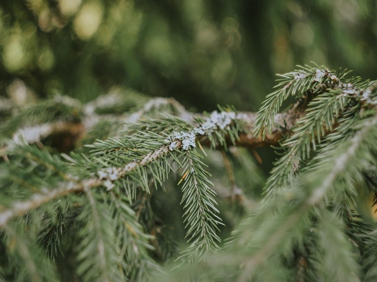 В Хабаровском крае поймали «елочных браконьеров» перед Новым годом