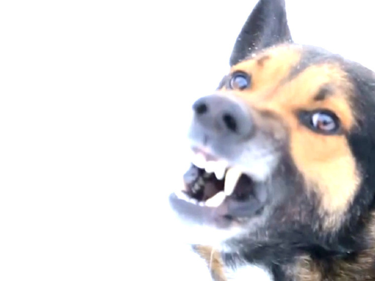 В Ленске за нападение собаки на ребенка власти оплатят 40 тыс рублей