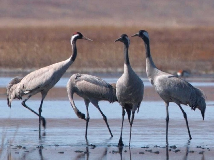 Видеоролик про серых журавлей из Хакасии победил на всероссийском конкурсе