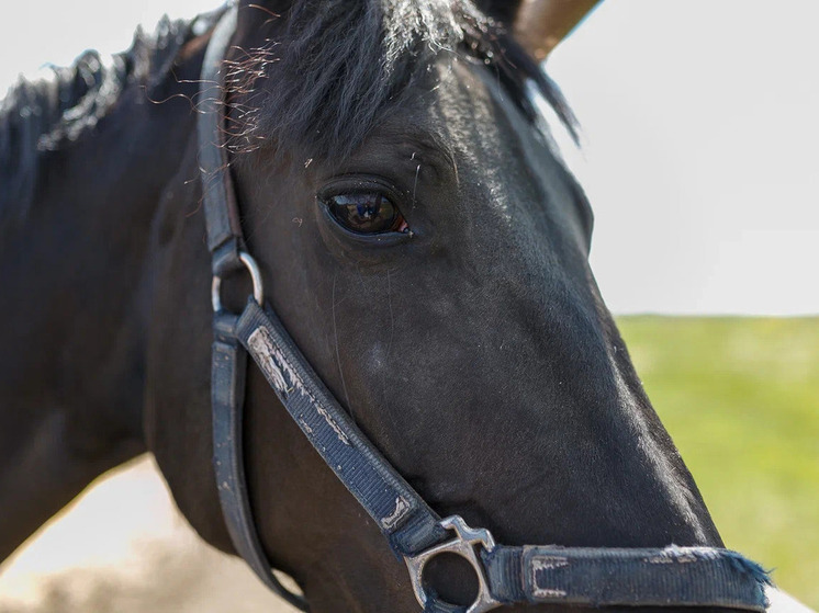 Владелицу табуна в Новосибирской области через суд обязали вакцинировать лошадей от сибирской язвы