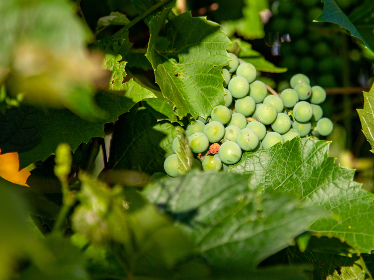 Поставки винограда из КНР в Россию достигли рекордных показателей в 9,3 тысячи тонн