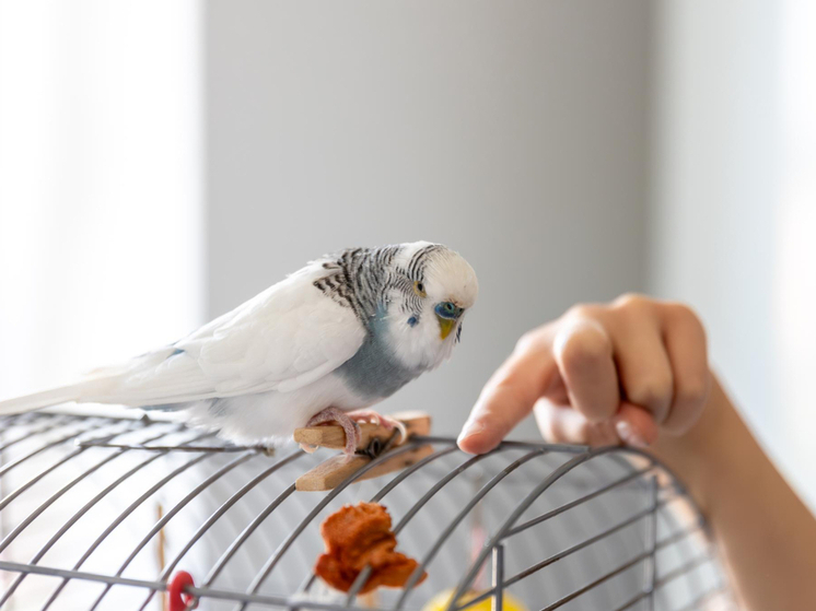 В Красноярский край прибыла крупная партия попугаев из Кыргызстана