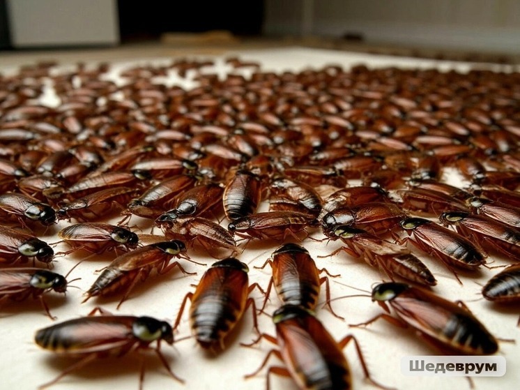 Тысячи квартирных тараканов воронежцы пытаются задержать клейкой лентой
