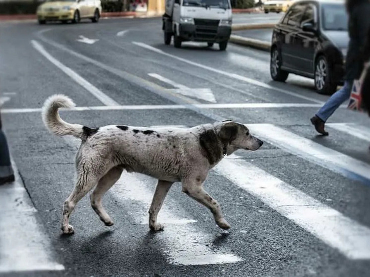 Бастрыкин взял на особый контроль дело о нападении собак на женщину в Иванове