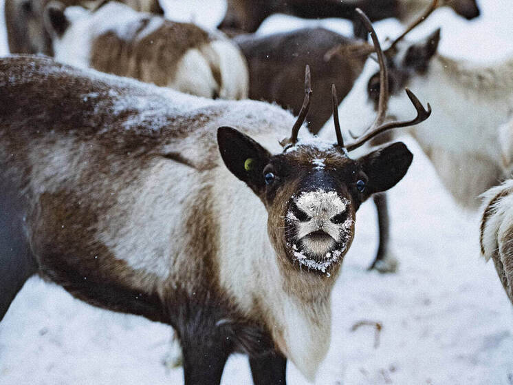 В Югре северных оленей чипируют для учета и ветеринарного контроля