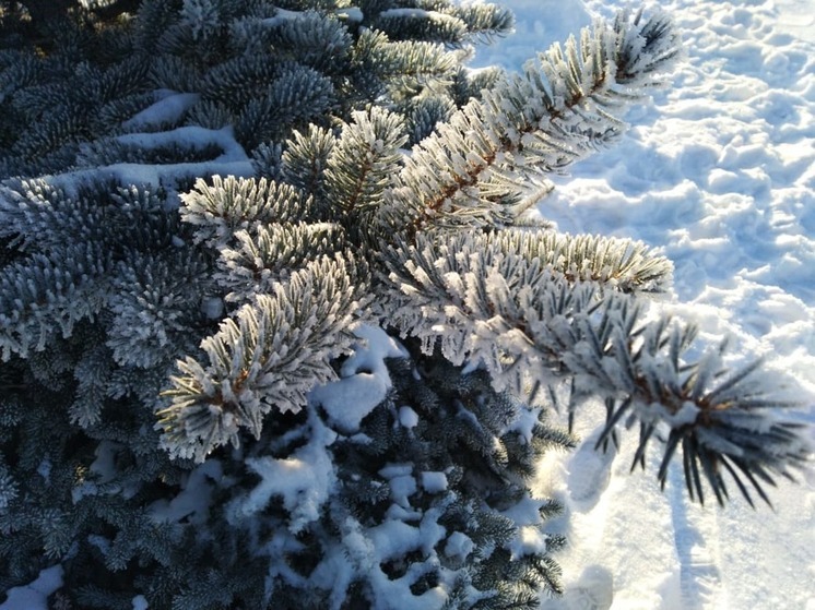 Жителям Марий Эл напомнили об ответственности за вырубку елок