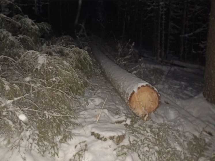 Лесоруба насмерть придавило деревом на делянке в Устьянах