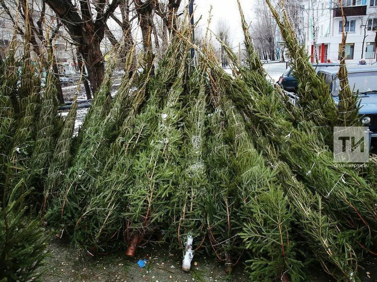 В Набережных Челнах инспектируют елочные базары