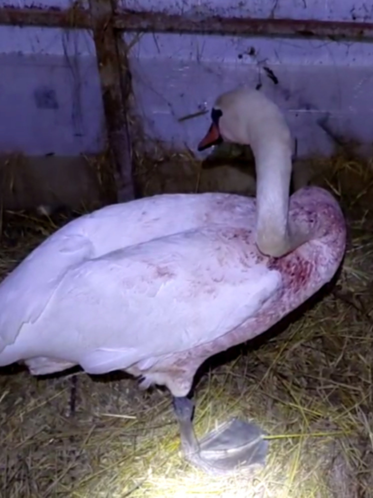 В калужский «Феникс» привели раненого лебедя