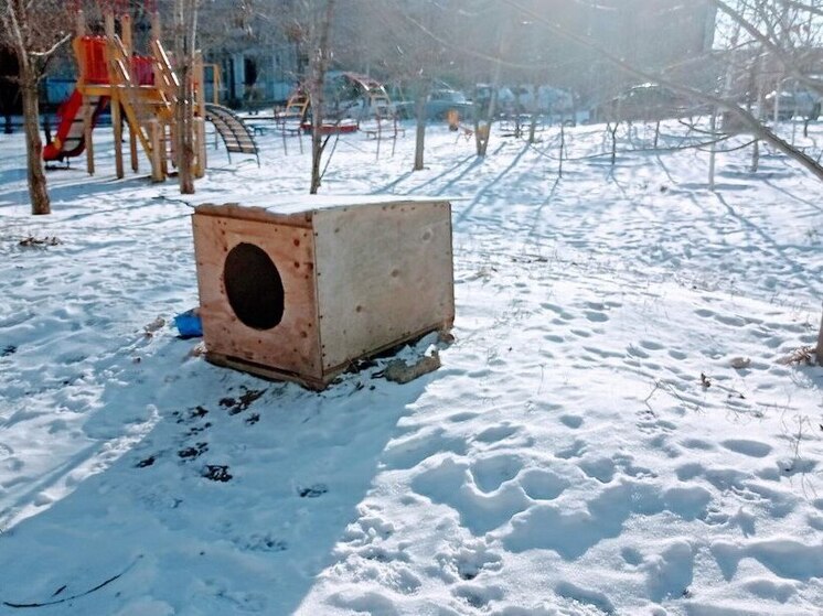 Власти Саратова ищут подрядчика для отлова бездомных собак в Ленинском районе