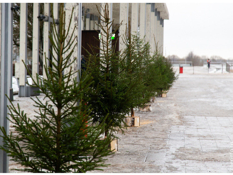 Школьники Череповца украсят 43 елки в традициях округов Вологодской области
