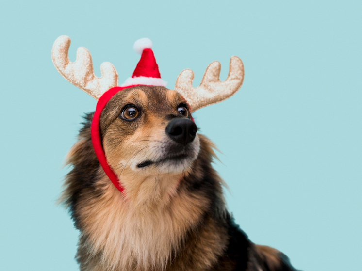 Перед Новым годом красноярцы активно ищут зоонянь и скупают игрушки для питомцев