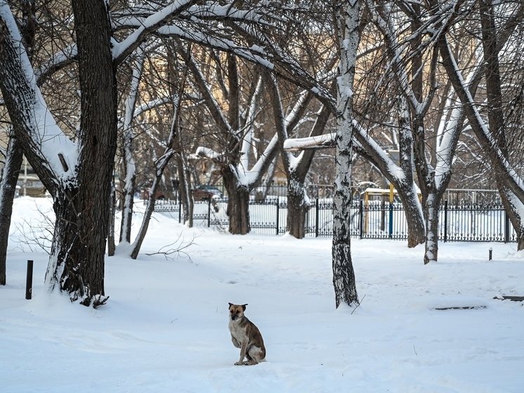 В Челябинске отловом собак займутся муниципалы