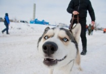 Зимой прогулки с собакой требуют особой подготовки из-за повышенного риска травм: от скольжения и порезов льдом до ожогов от реагентов