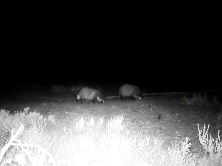 В Ленобласти енотовидные собаки проснулись из-за тепла и запели серенады