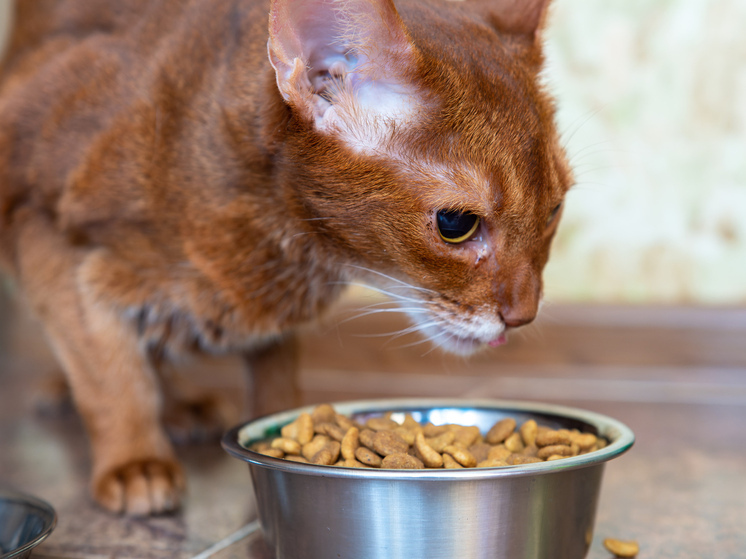 Зооэксперт Колчанова: рост цен на корма для питомцев может увеличится на 10-20%