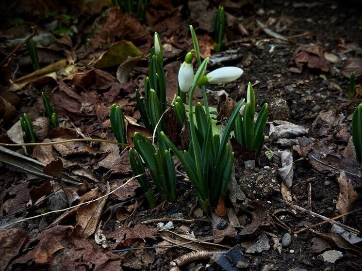 В Ялте зацвели первые подснежники