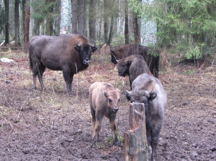 Во Владимирской области можно открывать  зубрячий «детский сад»