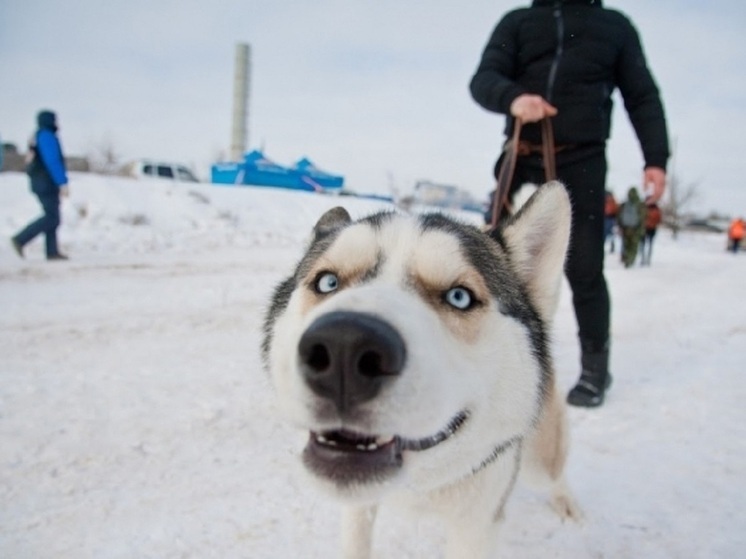 Зимой прогулки с собакой требуют особой подготовки из-за повышенного риска травм: от скольжения и порезов льдом до ожогов от реагентов