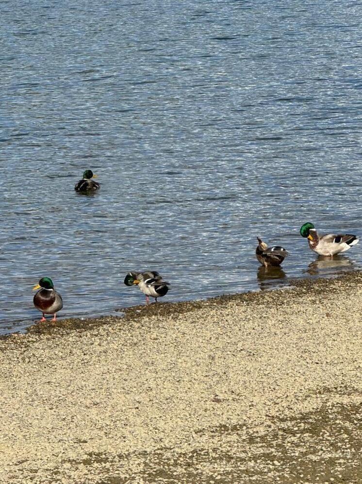 Ставропольский краевой Центр реабилитации диких животных, оперативно откликнувшись на экологическую катастрофу, продолжает оказывать экстренную помощь пернатым, пострадавшим от масштабного разлива нефтепродуктов в Черном море.