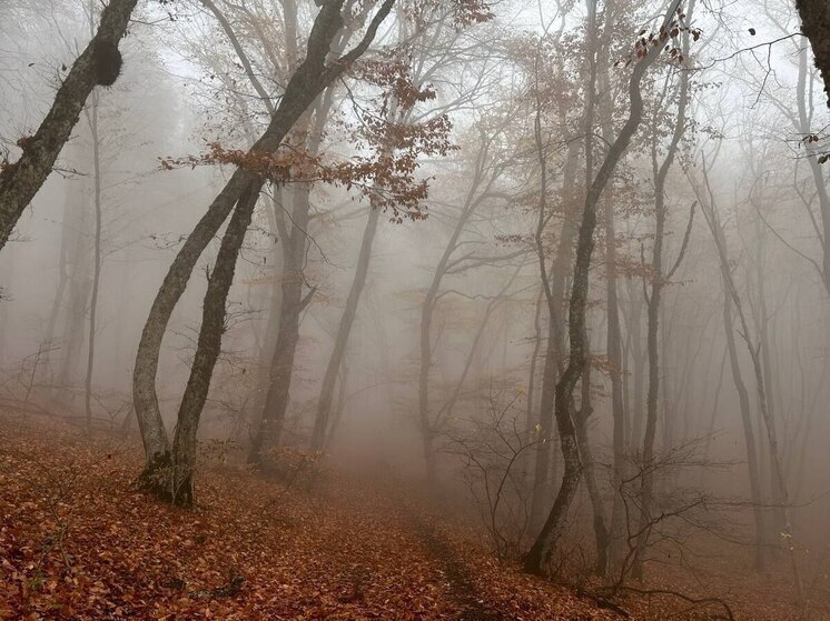 В Симферополе ожидается туман 22 декабря