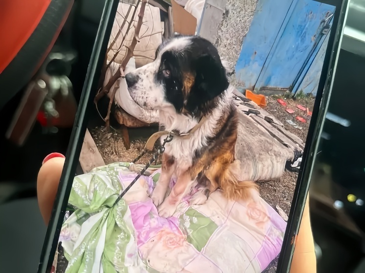 В Ростовской области в полицию доставили хозяйку приюта, где погибли две сотни животных