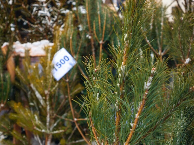 Елочные базары открылись в Твери