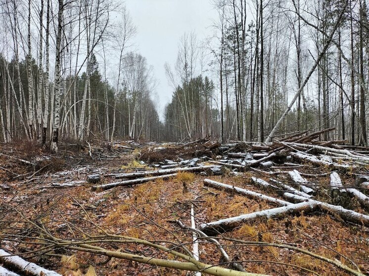 В Томской области возбуждено уголовное дело о незаконной рубке леса на 700 тыс руб