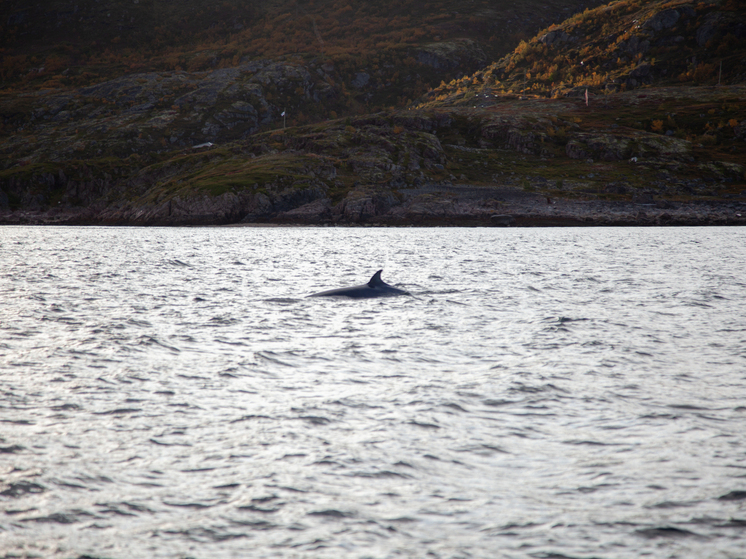 В Мурманске утвердят правила наблюдения за китами и птицами
