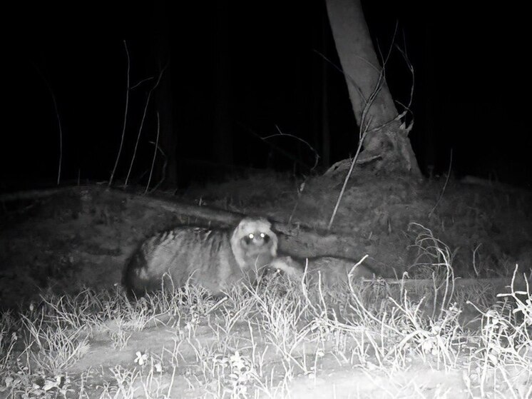 Из-за аномально теплых выходных под Петербургом запели енотовидные собаки