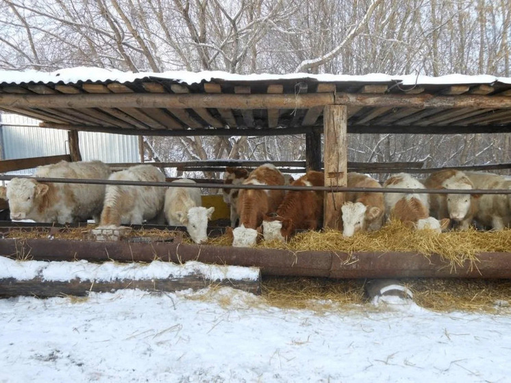 В Элисте обсудили зимовку поголовья двух племенных хозяйств