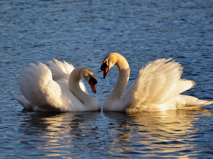 Пара лебедей осталась на зимовку на пруду в Семилукском районе Воронежской области